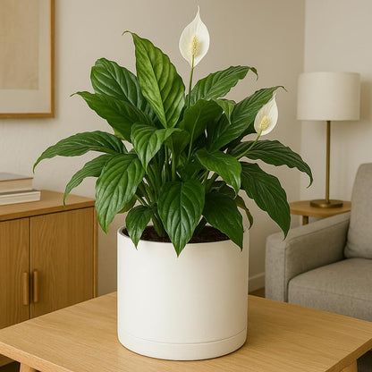 Ceramic Plant Pots(4.5+5.5inch), Flower Pots for indoor ,Small Planters for Home Office Decor